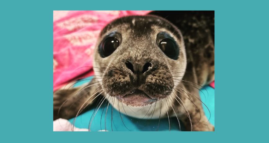 Briar the seal pup